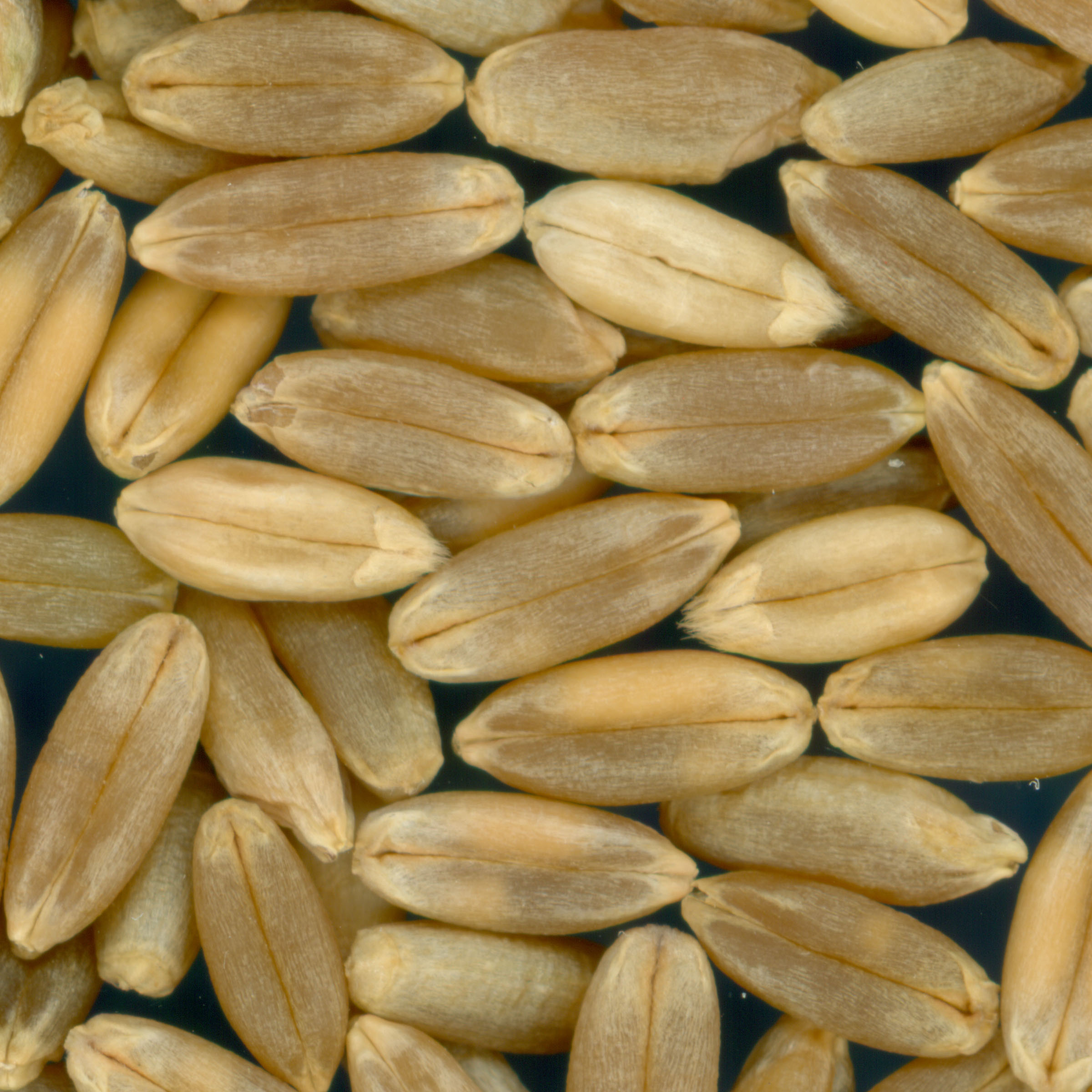 Click for 2 image(s) for this accession. KERNELS